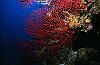 Rote Gorgonie