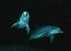Delphine 01