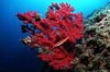 Rote Gorgonie 1