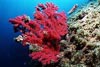 Rote Gorgonie 2