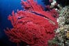 Rote Gorgonie 3