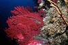 Rote Gorgonie 4