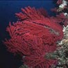Rote Gorgonie 5
