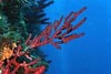 Rote Gorgonie 6