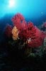 Rote und Gelbe Gorgonie 1
